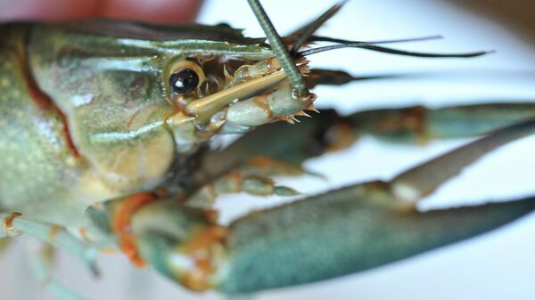 Выращивание лобстеров - Sputnik Беларусь