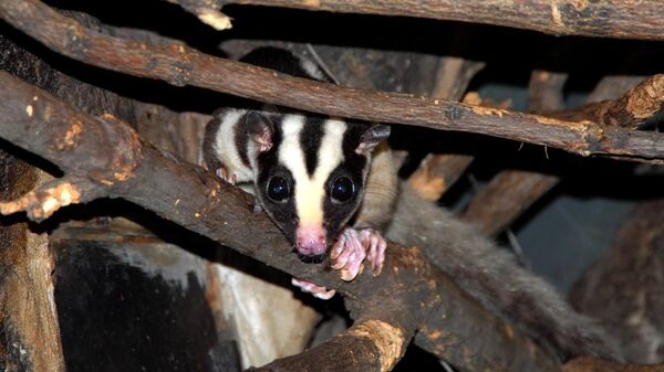 Полосатый кускус в Московском зоопарке - Sputnik Беларусь