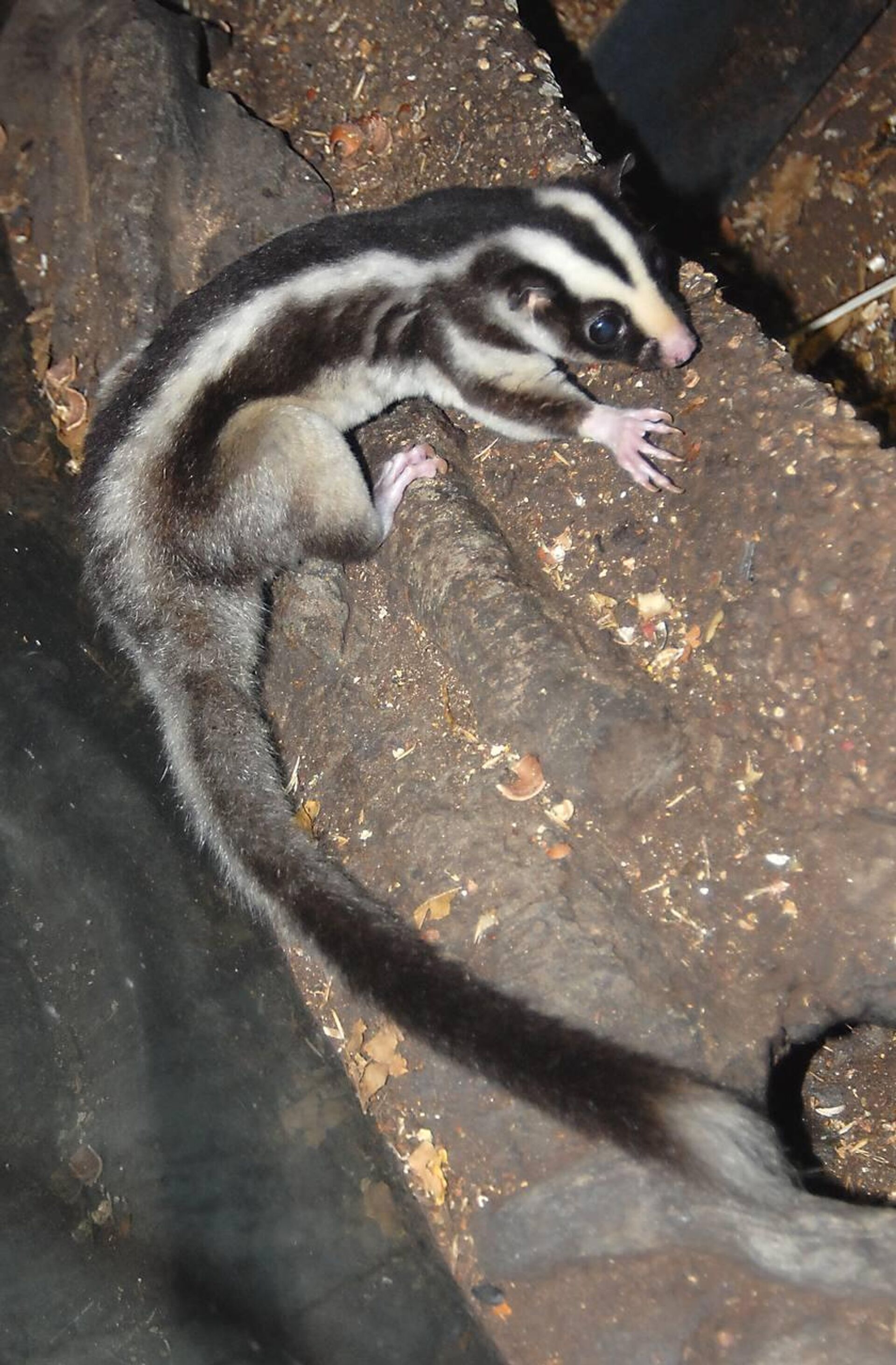 Полосатый кускус в Московском зоопарке - Sputnik Беларусь, 1920, 28.12.2025