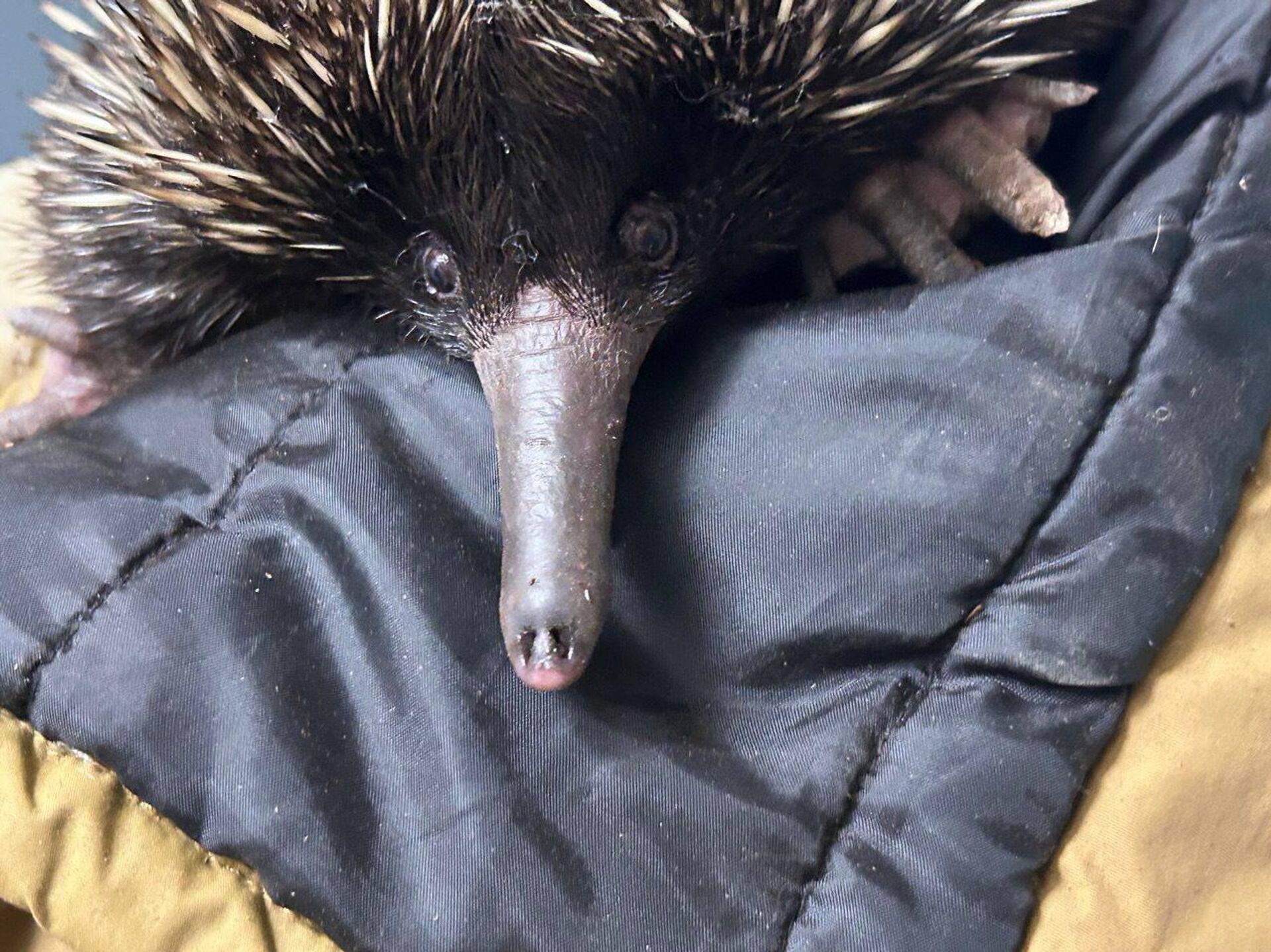 Австралийская ехидна в Московском зоопарке - Sputnik Беларусь, 1920, 28.12.2025