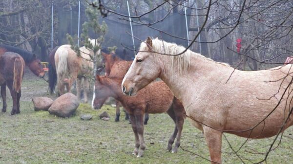 От суеты к жизни на земле: как белорусы нашли счастье, спасая лошадей (видео) - Sputnik Беларусь