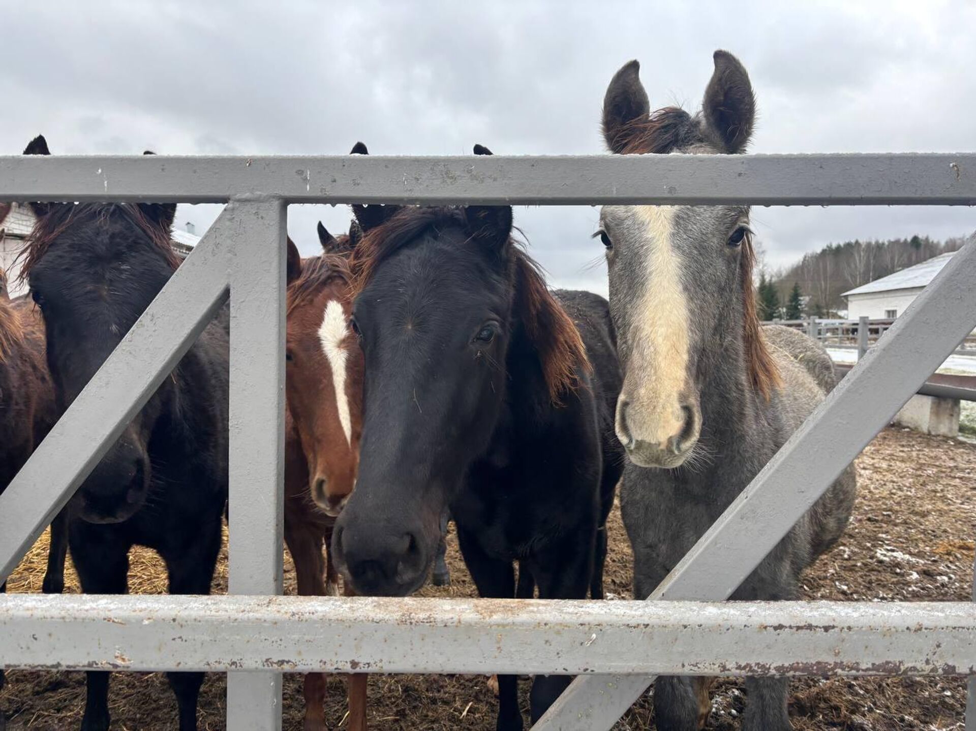 Ратомка - Sputnik Беларусь, 1920, 29.12.2025