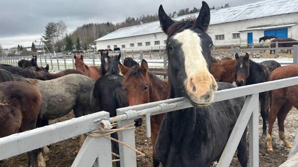 Ратомка - Sputnik Беларусь