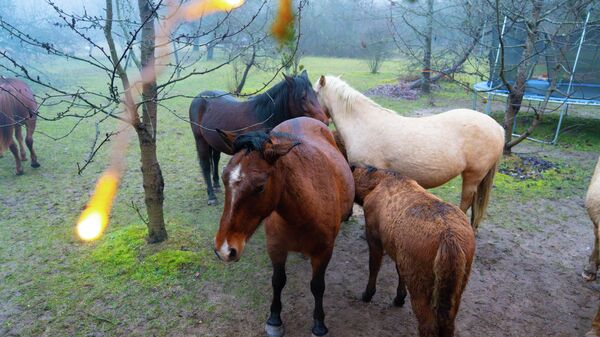 Злавіць удачу за хвост: жарабяты Поспех і Радасць жывуць у сядзібе пад Мінскам - Sputnik Беларусь