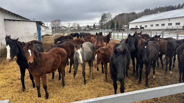 Тракены и вестфальцы: как в Ратомке выращивают спортивных лошадей (видео) - Sputnik Беларусь