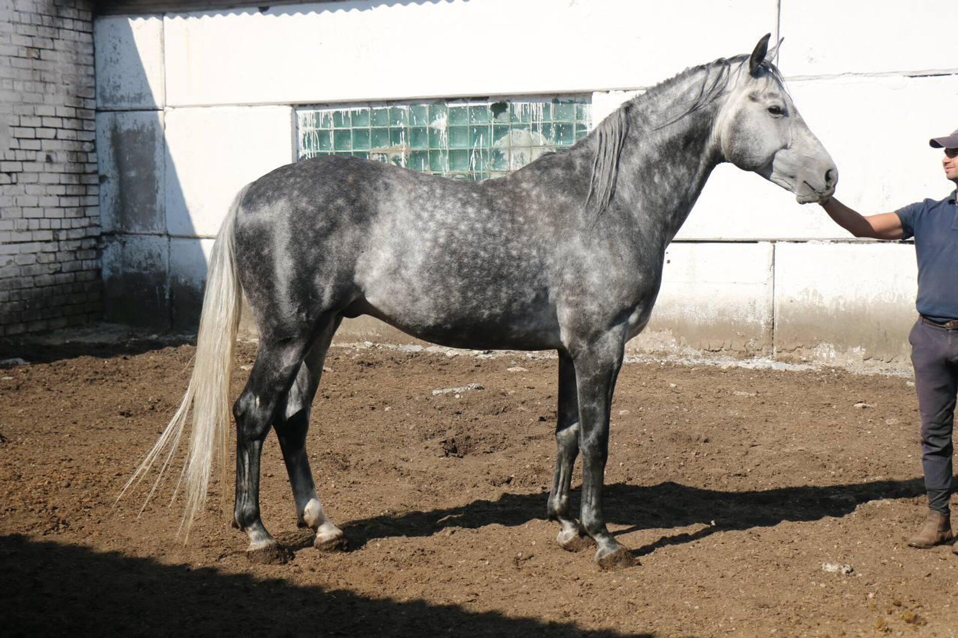 Жеребец Сан Голд вестфальской породы российской селекции на конезаводе в Ратомке - Sputnik Беларусь, 1920, 30.12.2025