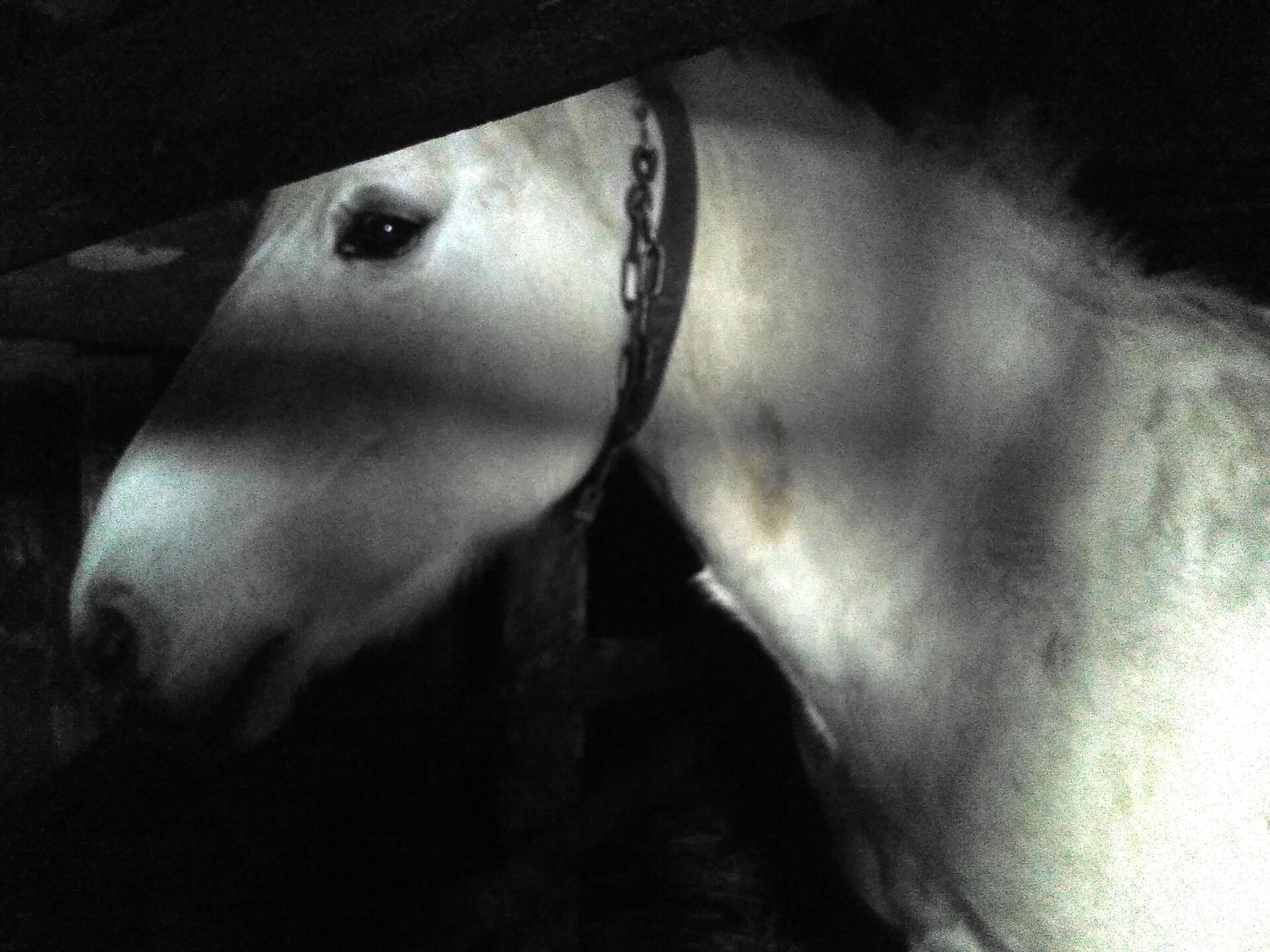 Конь у стойле - Sputnik Беларусь, 1920, 30.12.2025