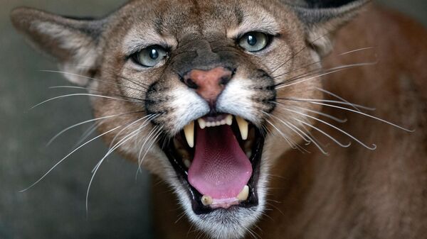 Пума - Sputnik Беларусь