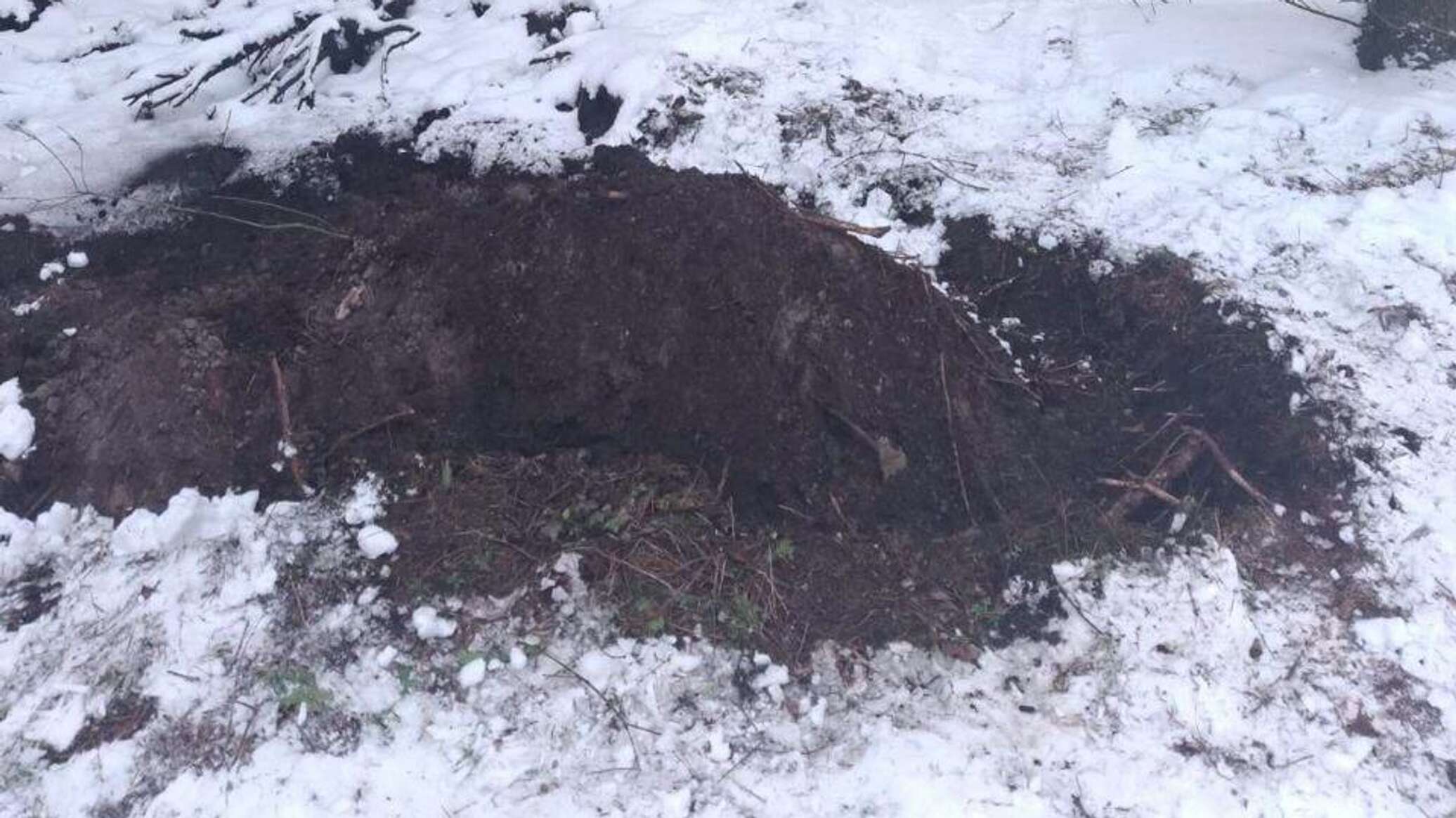 Первое возгорание в лесу в 2026 году зафиксировали в Беларуси