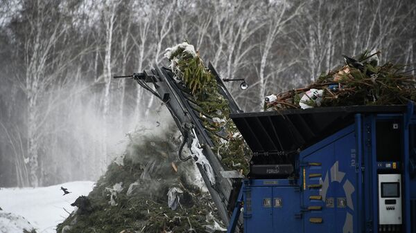 Утилизация елей, архивное фото - Sputnik Беларусь