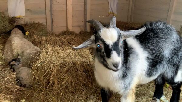 Живой рождественский вертеп у стен древней Коложи в Гродно (видео) - Sputnik Беларусь