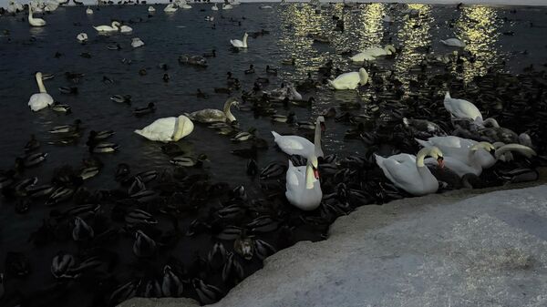 Лебеди и утки в водоеме - Sputnik Беларусь