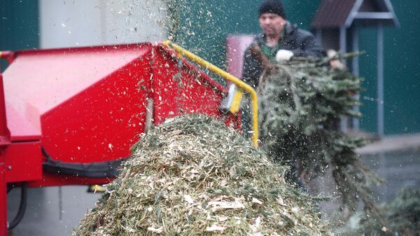 Переработка новогодних елей - Sputnik Беларусь