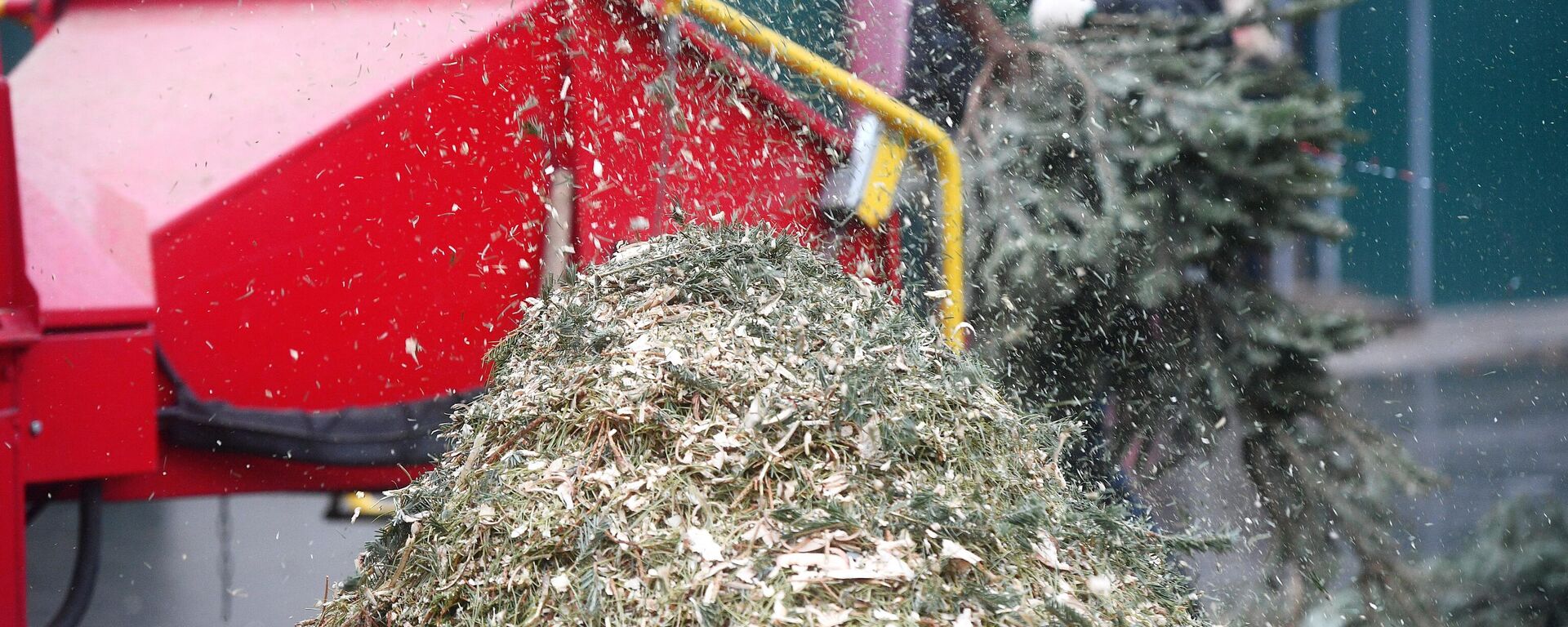 Переработка новогодних елей - Sputnik Беларусь, 1920, 12.01.2026