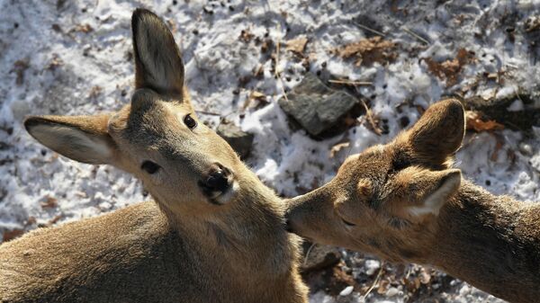 Косули зимой, архивное фото - Sputnik Беларусь
