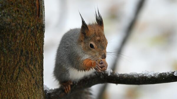 Белка зимой Белка зимой - Sputnik Беларусь