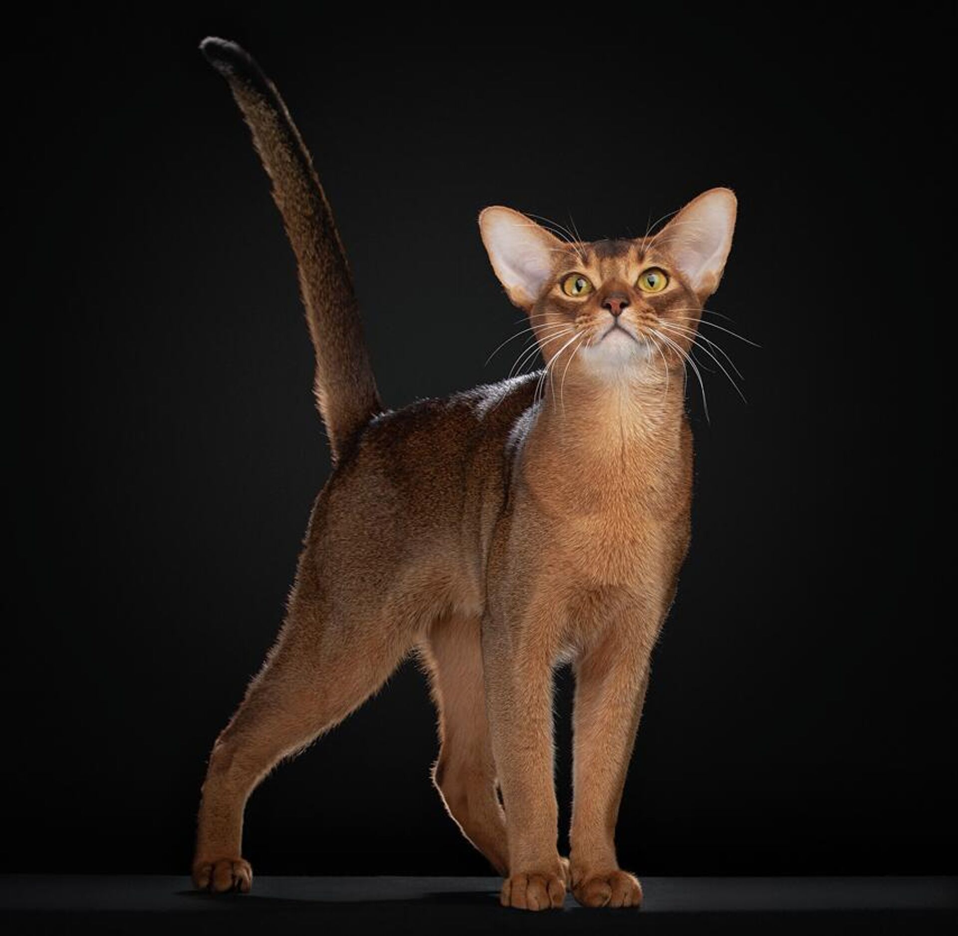 Кошка абиссинской породы из России - Sputnik Беларусь, 1920, 12.01.2026