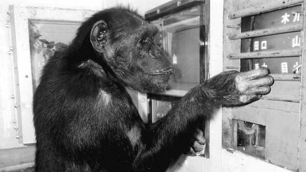  Шимпанзе по кличке Ай - Sputnik Беларусь