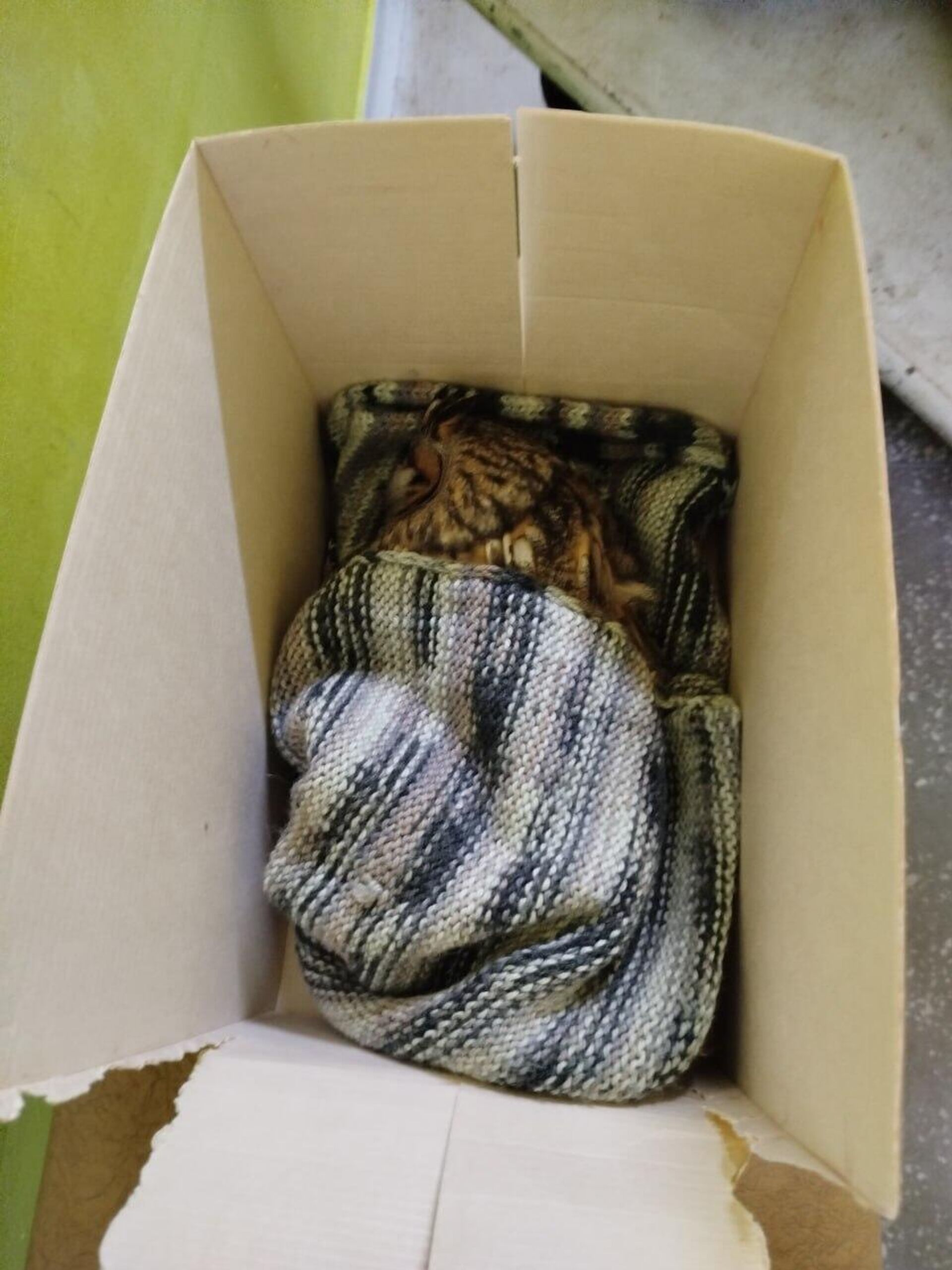 Спасение ушастой совы в Минске - Sputnik Беларусь, 1920, 13.01.2026