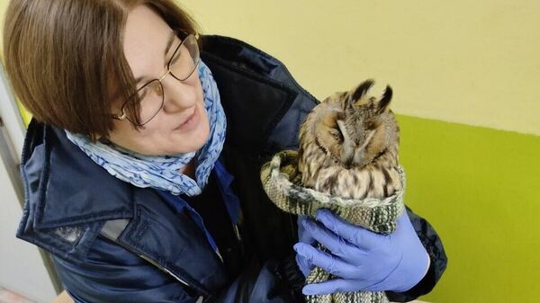 Спасение ушастой совы в Минске - Sputnik Беларусь