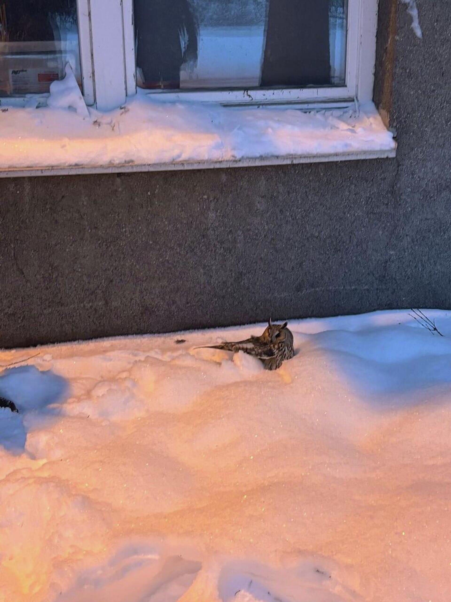 Спасение ушастой совы в Минске - Sputnik Беларусь, 1920, 13.01.2026