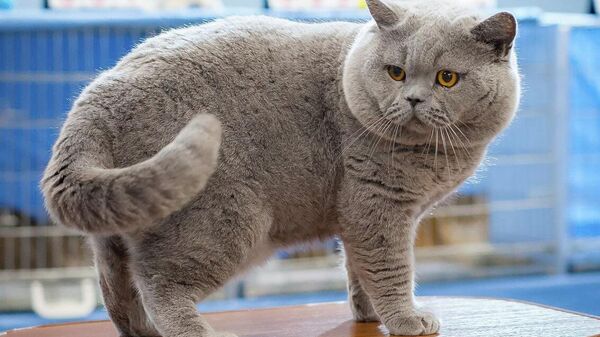 Моки - Sputnik Беларусь