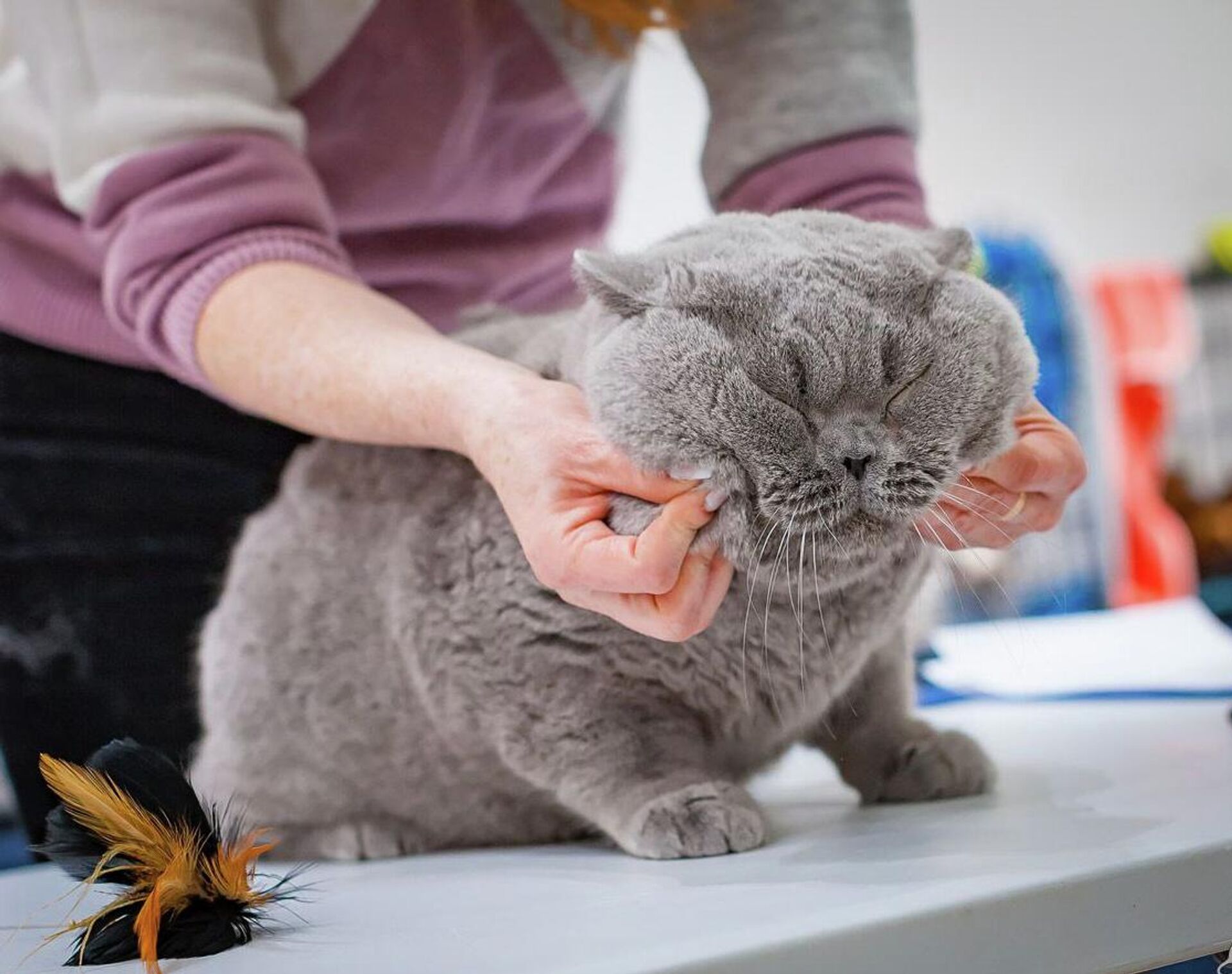 Ласковый британец - Sputnik Беларусь, 1920, 14.01.2026