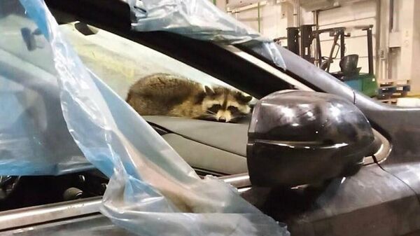 Найденный в контейнере енот - Sputnik Беларусь