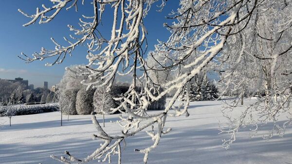 Морозный январь 2026 года в Минске - Sputnik Беларусь