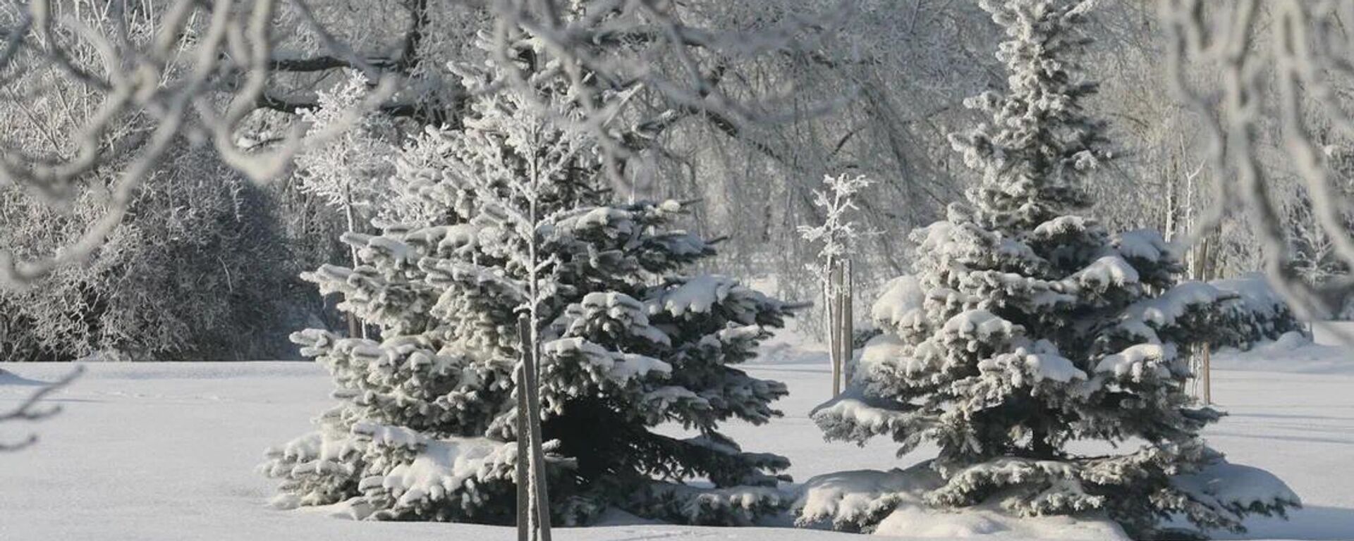 Морозный январь 2026 года в Минске - Sputnik Беларусь, 1920, 03.02.2026