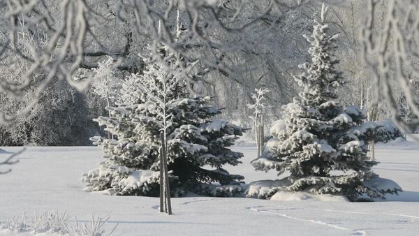 Морозный январь 2026 года в Минске - Sputnik Беларусь