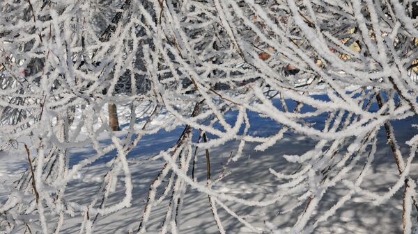 Морозный январь 2026 года в Минске - Sputnik Беларусь