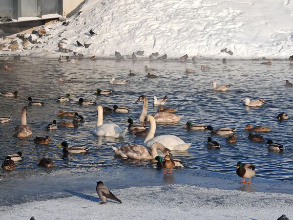 Морозный январь 2026 года в Минске - Sputnik Беларусь