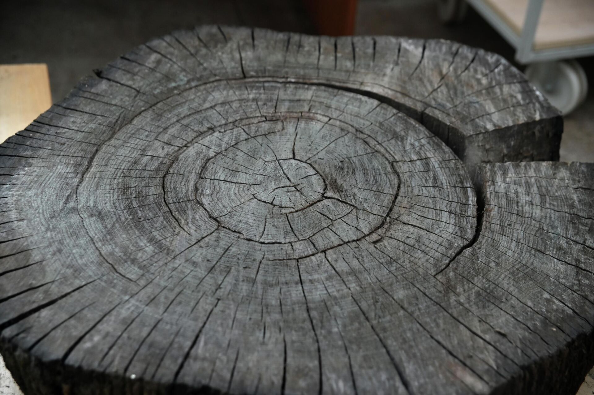 Сруб мореного дуба возрастом 6000 лет  - Sputnik Беларусь, 1920, 16.01.2026