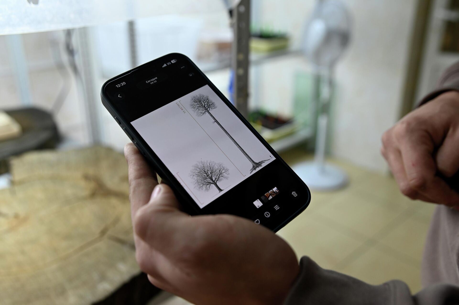 На территории Беларуси произрастали настоящие дубы-гиганты высотой около 55 метров   - Sputnik Беларусь, 1920, 16.01.2026