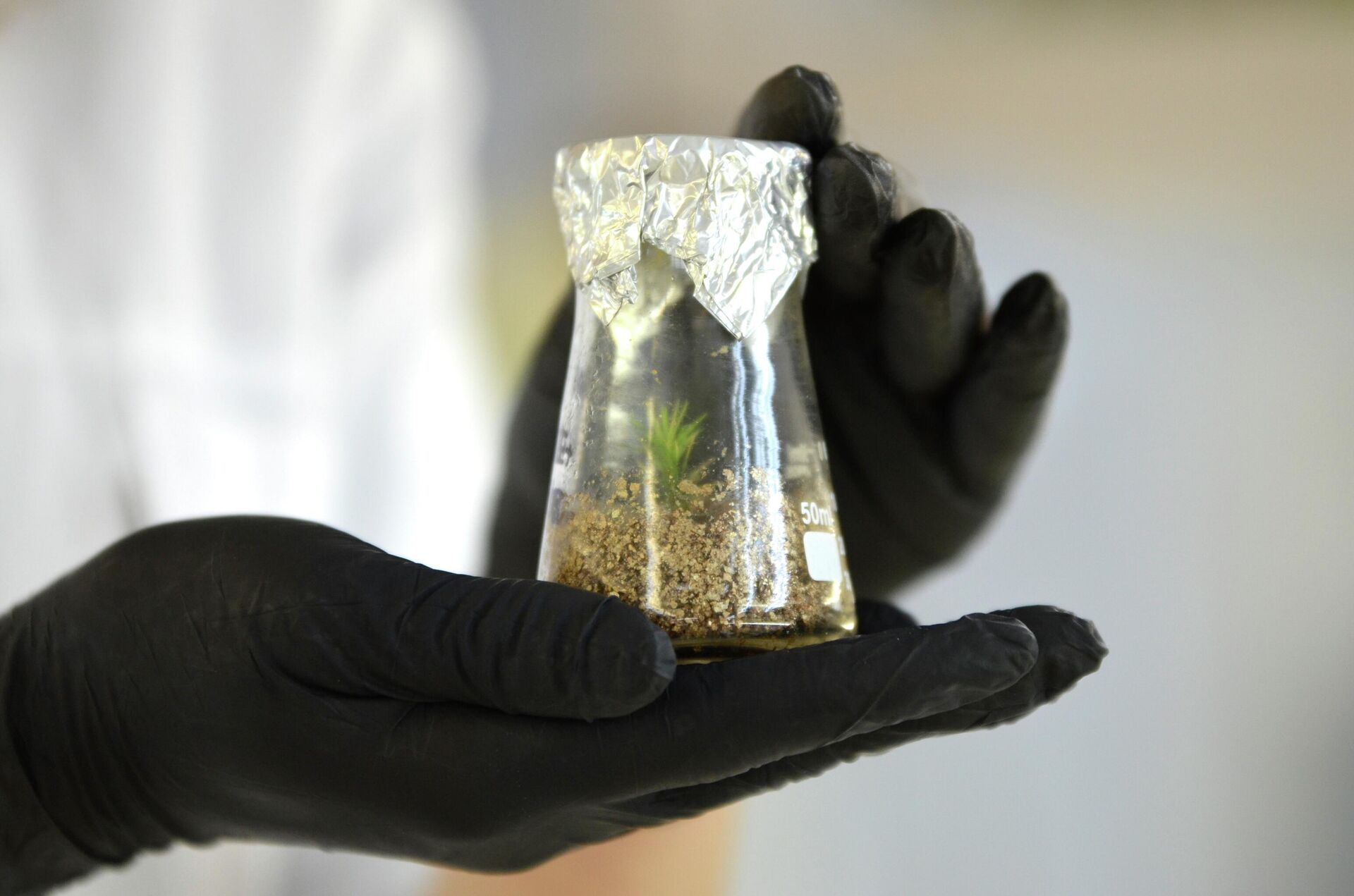 В институте леса успешно клонируют хвойные породы деревьев - Sputnik Беларусь, 1920, 16.01.2026