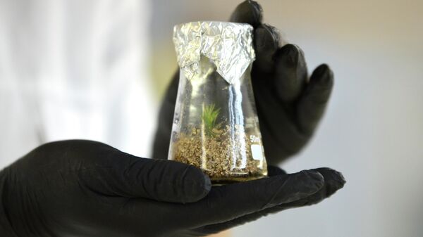 В институте леса успешно клонируют хвойные породы деревьев - Sputnik Беларусь