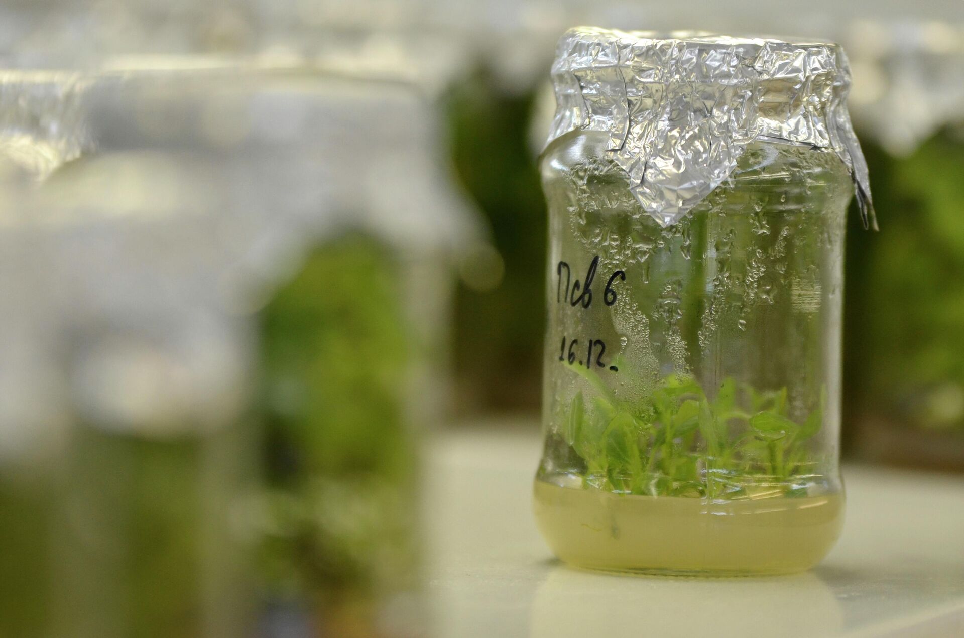 В лаборатории гомельского Института леса - Sputnik Беларусь, 1920, 16.01.2026