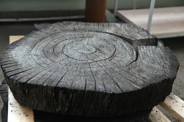 Спил мореного дуба - Sputnik Беларусь