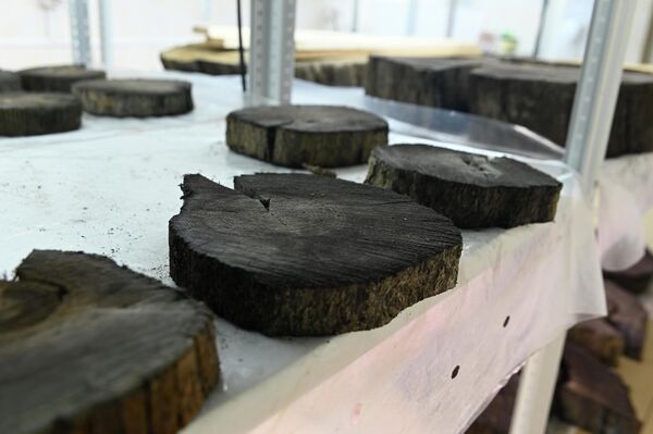 Спил мореного дуба - Sputnik Беларусь