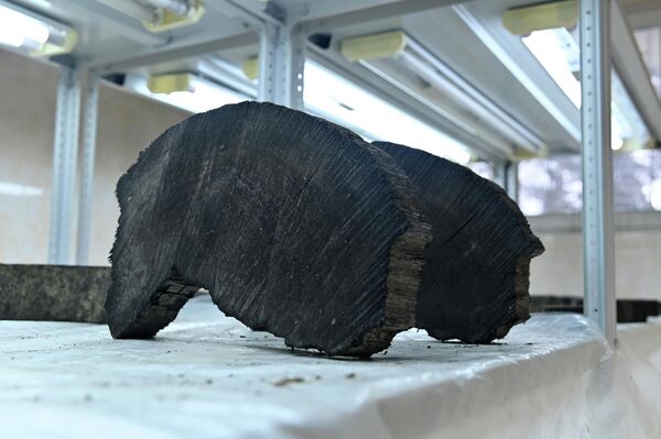 Спил мореного дуба - Sputnik Беларусь