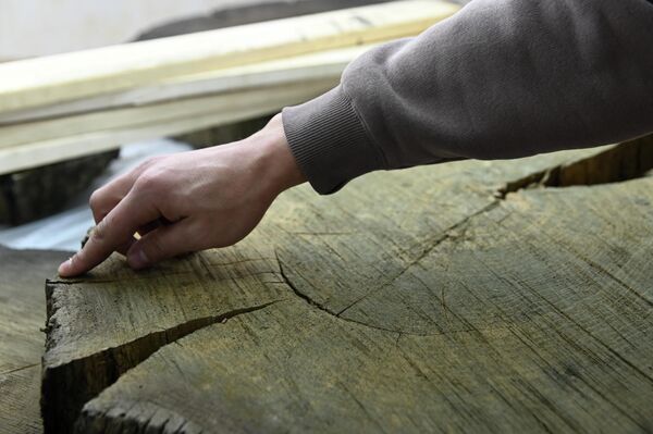 Спил мореного дуба - Sputnik Беларусь