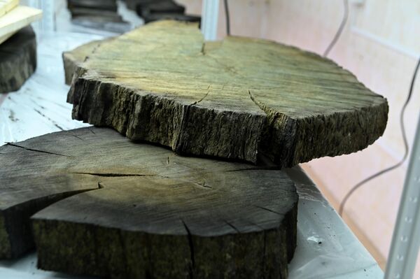 Спил мореного дуба - Sputnik Беларусь