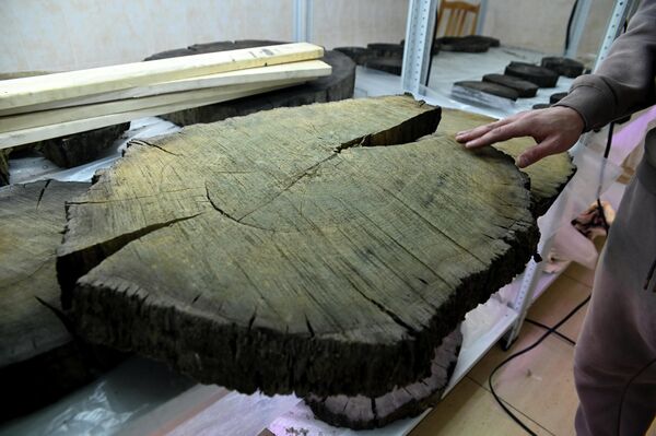 Спил мореного дуба - Sputnik Беларусь