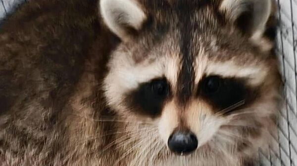 Енот Сеня - Sputnik Беларусь