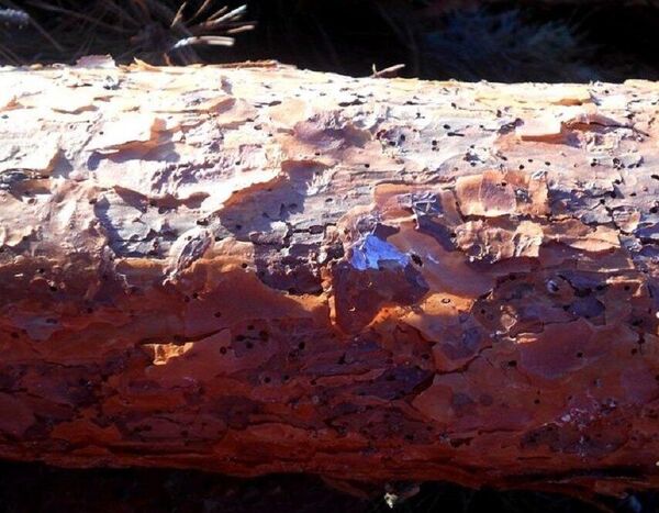 Зараженное короедом дерево - Sputnik Беларусь