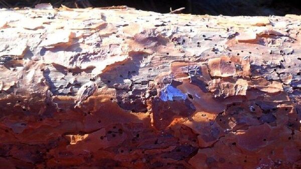 Зараженное короедом дерево - Sputnik Беларусь