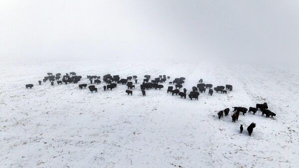 Зубры в Беловежской пуще - Sputnik Беларусь