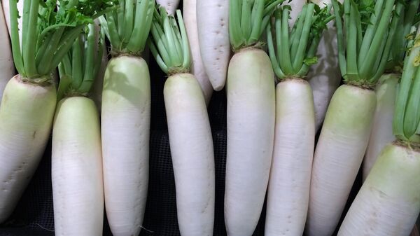 Редька - Sputnik Беларусь