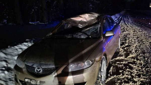 ДТП с лосем в Минской области - Sputnik Беларусь